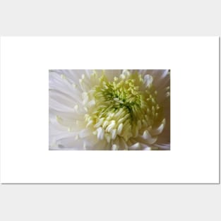 Classic Chrysanthemum Posters and Art